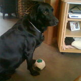 dixie