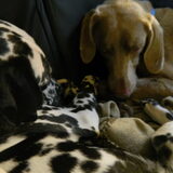 Samen slapen...