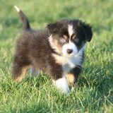 Cody