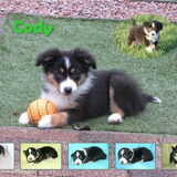 Cody
