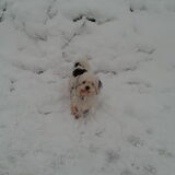 Mika in de sneeuw
