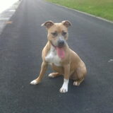 hey allemaal dit is yuna men staffie. deze fotois genomen op een…