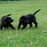 Foto van Tineke *Luna * Rambo (Brutus R.I.P)