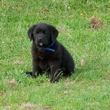 Foto van Tineke *Luna * Rambo (Brutus R.I.P)