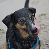 Hp wandeling Erkemederstrand