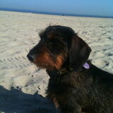 Dit is mijn Adjudant, Juulz, samen met haar train ik honden. Teckel geb…