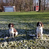 Asta, Drent en Fenna, Heidewachtel