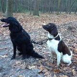 Winnie, Groenedaeler, wordt getraind door Fenna....