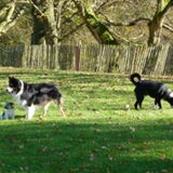 Foto van Mopske & Grappa