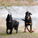 Farah en Beauceron Quinto