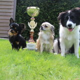 Foto van Shauni  *Sky~Jinx~Sansa~Hypno*