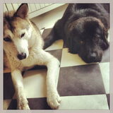 Foto van Anouk & Balou<3