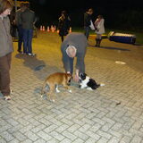 Laatste keer puppytraining