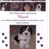 Puppycursus certificaat