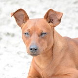 Foto van Pumba