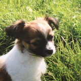 Gino acht weken oud