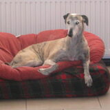 Eli kwam bij ons in 2003. Ze was broodmager, had een gebroken poot…