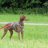 Ik zie een hond! Ik wil er naartoe! (Knardijk, 2 juli 2013)