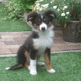 Cody 16 weken oud.