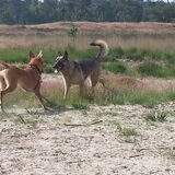 Foto van Lisanne, Misha, Tessa&Arrow