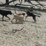 Foto van Lisanne, Misha, Tessa&Arrow