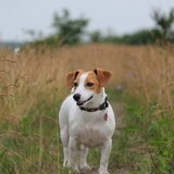 Foto van Mandy - Snoopy en Daisy