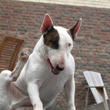 Foto van Hannah & Bink† en Beertje