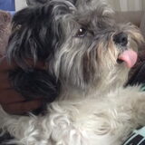 Foto van Lisa; Bobbie, Bentley & Lilly