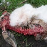 RIP Lizzie, het tamme konijn dat haar naam kende.