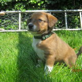groen 5 weken