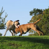 Diesel & qwandoo.