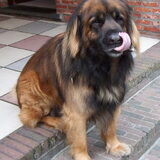 Zeb, onze tweede leonberger, gestorven in 2004
