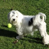 Foto van Sandy
