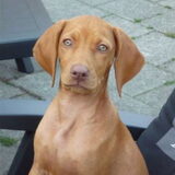 Mojo (vizsla) 11weken.