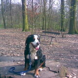 Foto van DogPartner