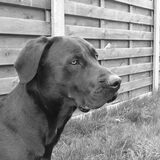 Foto van Milo