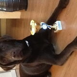 Cayo eerste geworden met agility!