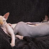 Foto van Tamara,Kallista & Marcel, Hercule †, Yordi †