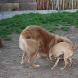 Foto van Muis,Vera, Papadopoulos, Odette, Annabelle en Ciska (Terra+, Dinky+, Saltarin+, Sam+, Zara+, Paco+)
