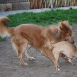 Foto van Muis,Vera, Papadopoulos, Odette, Annabelle en Ciska (Terra+, Dinky+, Saltarin+, Sam+, Zara+, Paco+)