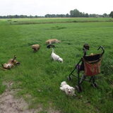 Met alle hondenvriendjes in het veld!