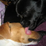 Gizmo en stiefzoon Lodewijk, zoooo lief