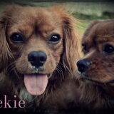 Foto van Gwenn