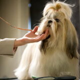 bonnie 2e plaats tussenklas met de kwalificatie uitmuntend bij de show…