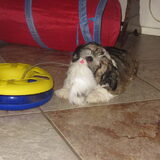 Foto van liesbeth,Turbo,Luna, Levi en Faith