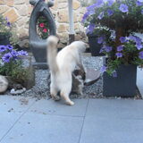 Foto van liesbeth,Turbo,Luna, Levi en Faith