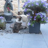 Foto van liesbeth,Turbo,Luna, Levi en Faith