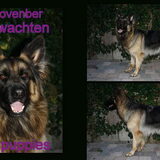 dit is desteny die pups krijgt op 4 november