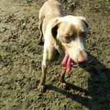 Hombeek 15/7