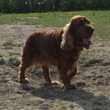 Foto van linneke